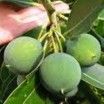 Tamanu (foraha) aliejus
